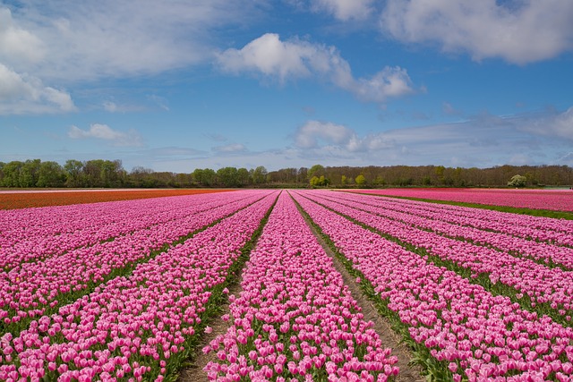 Dutch Bulb Fields