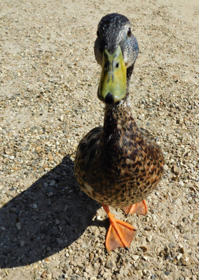 PMA visit to Hampton Court on 11 July 2018